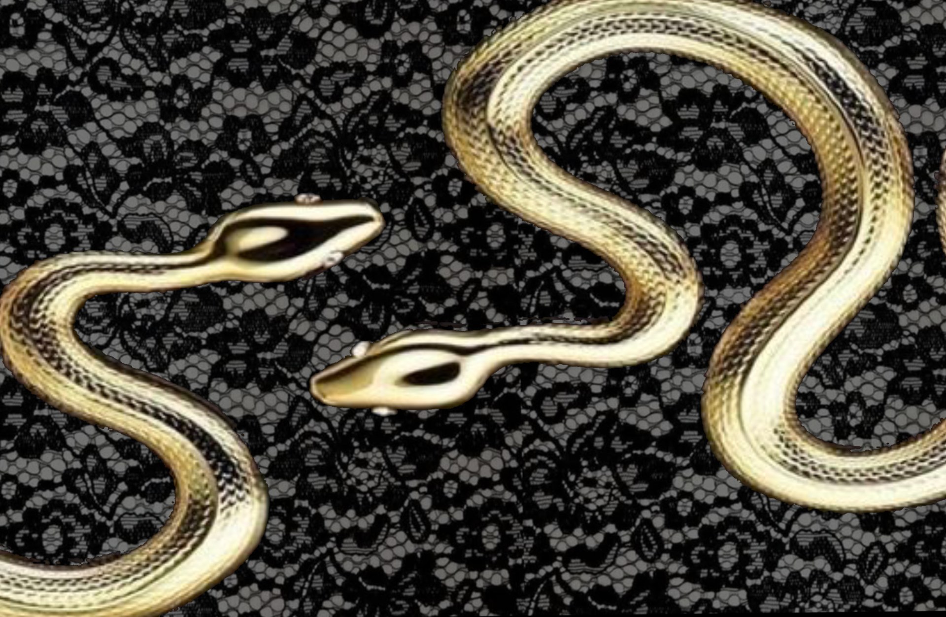 Lace , snake & forbidden femininity fashion illustration